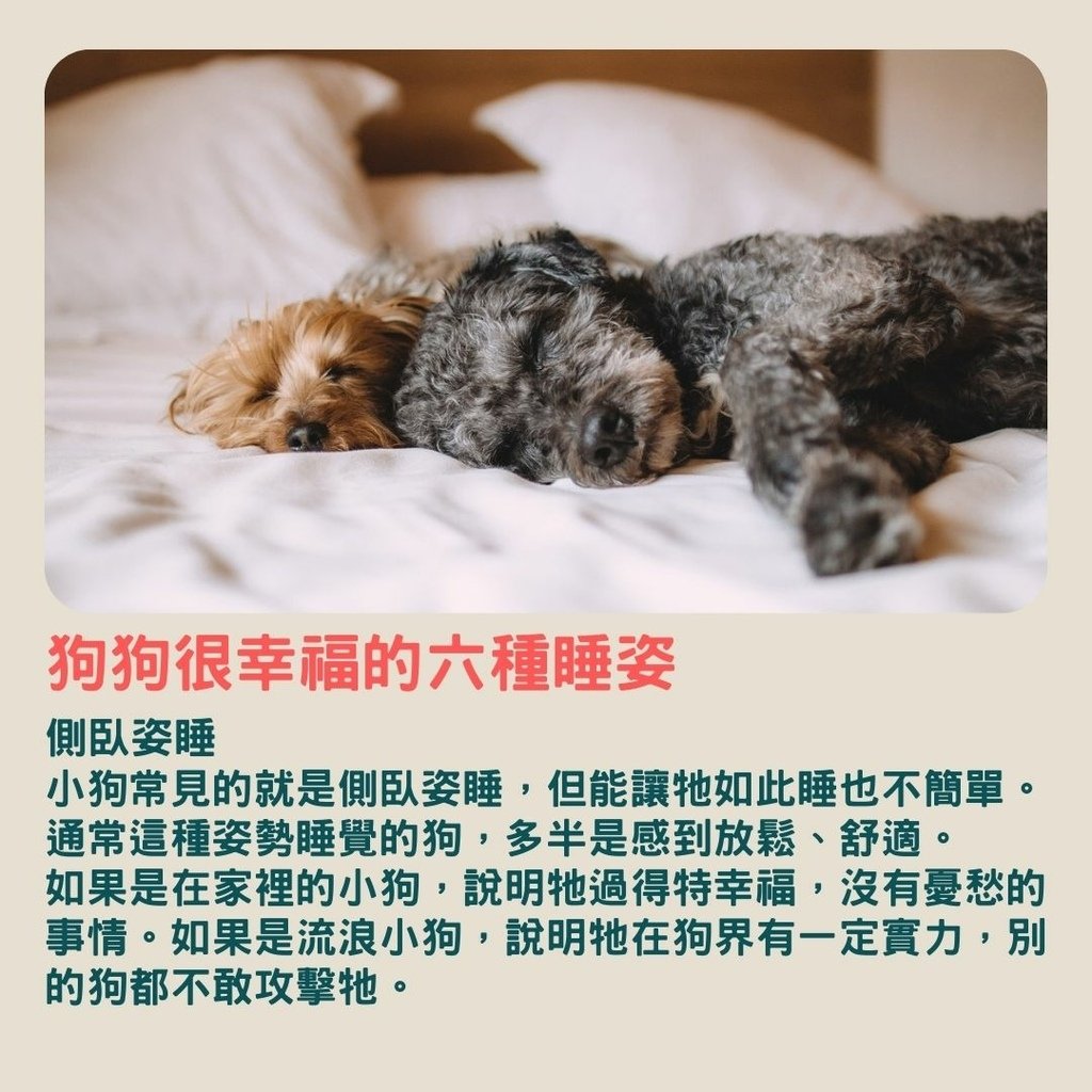 狗狗很幸福的六種睡姿