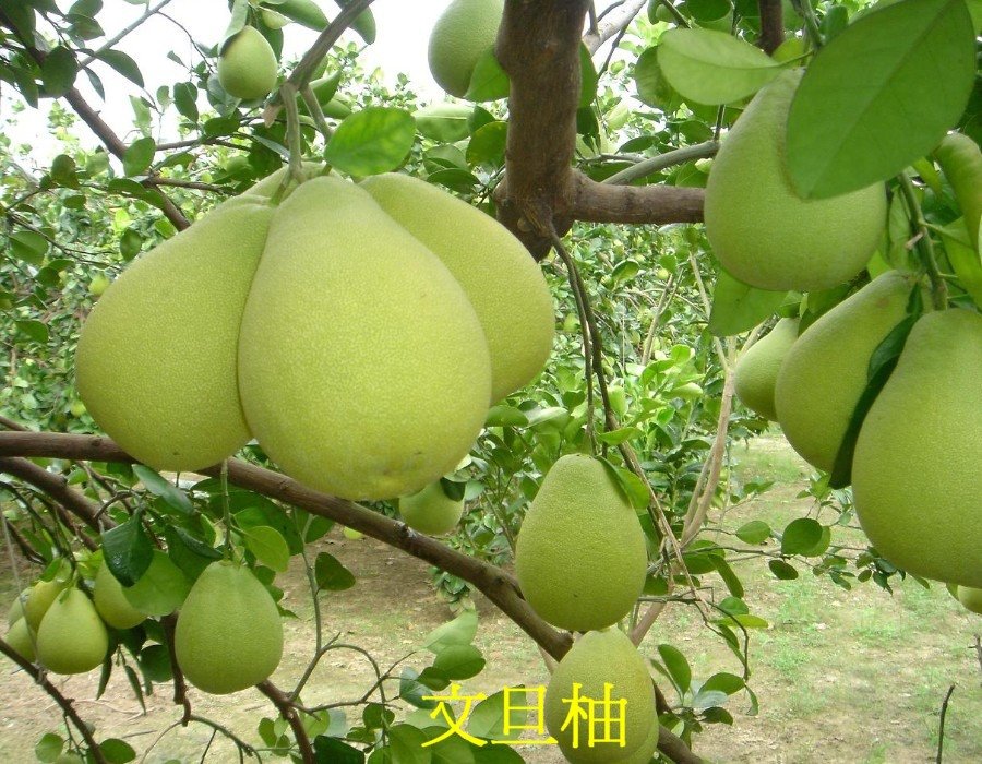 14 文旦柚