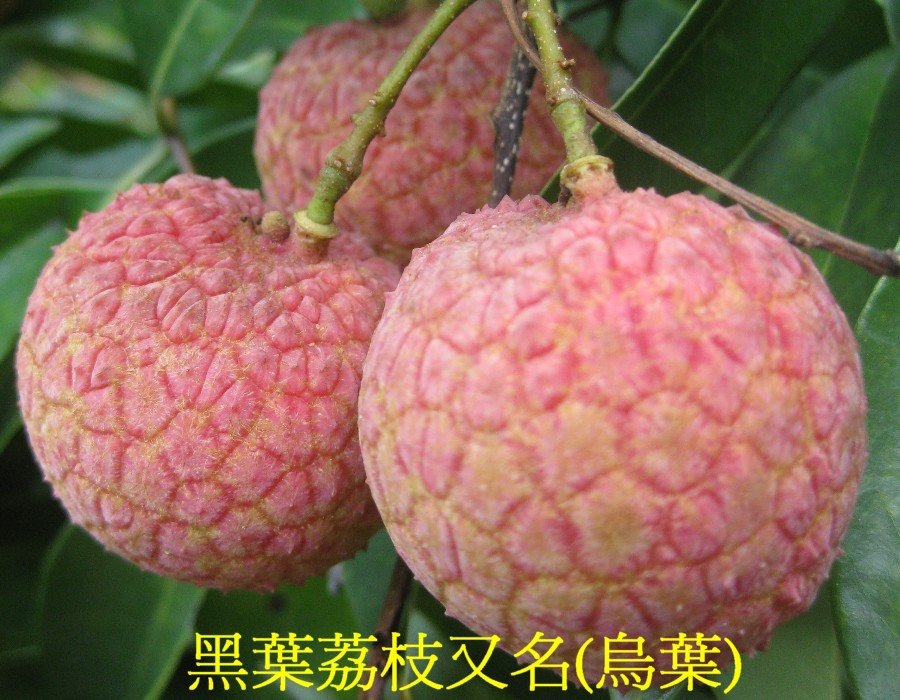 05 黑葉荔枝又名(烏葉)