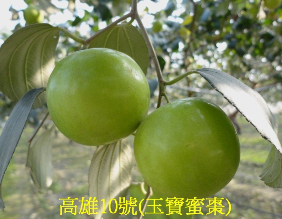 10 高雄10號(玉寶蜜棗)