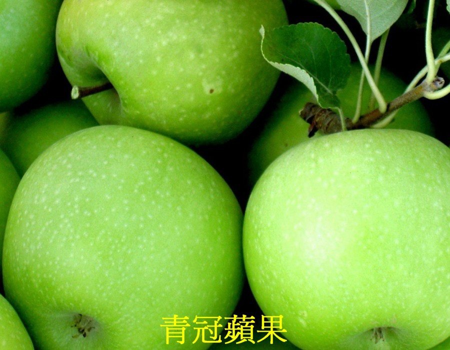 04 青冠蘋果