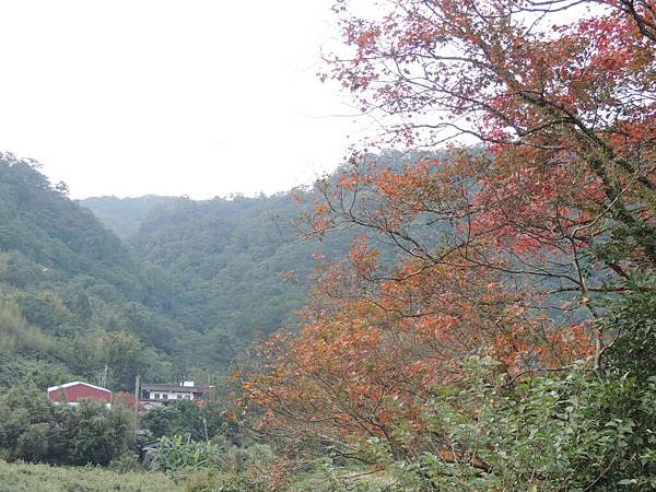 DSCN8681