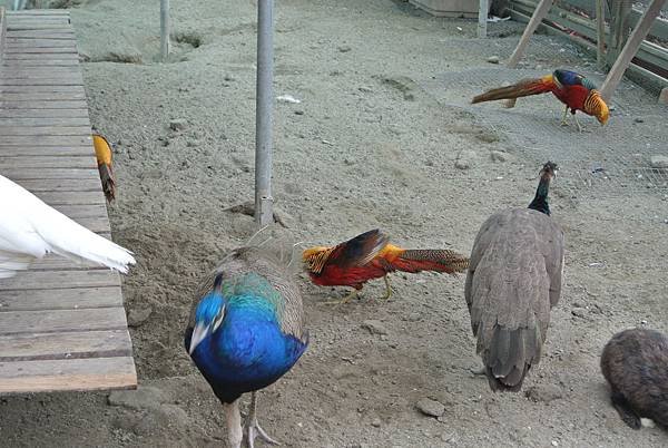 20151010 朝露魚鋪觀光工廠+大同醬油黑金釀造館+58號藍色公路咖啡57.JPG