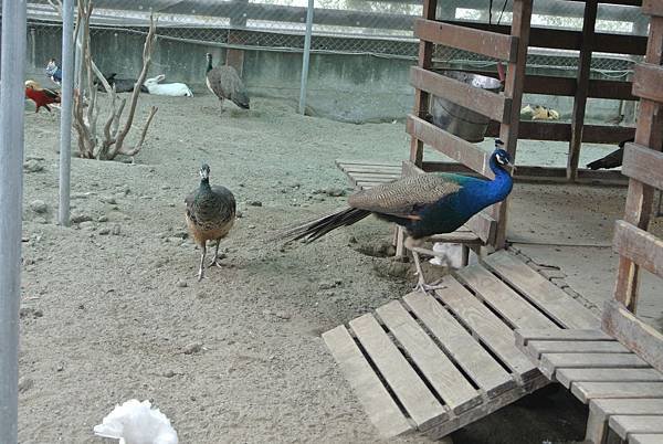 20151010 朝露魚鋪觀光工廠+大同醬油黑金釀造館+58號藍色公路咖啡58.JPG