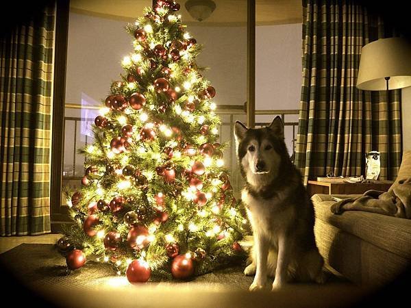 聖誕樹與雪橇犬