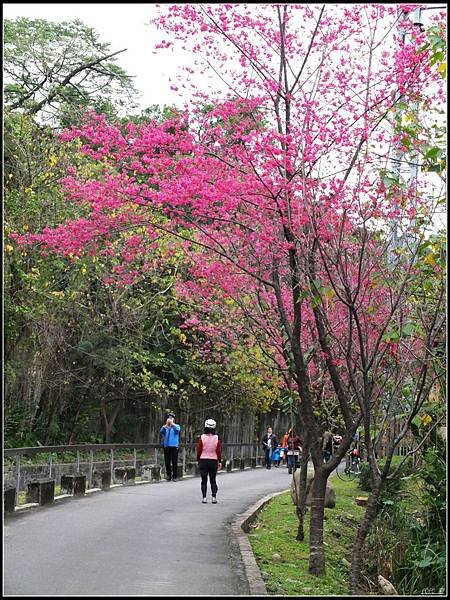 三坑自行車櫻花道.jpg