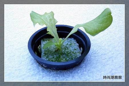 lettuce15day-4.jpg