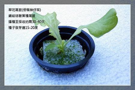 lettuce15day-5.jpg