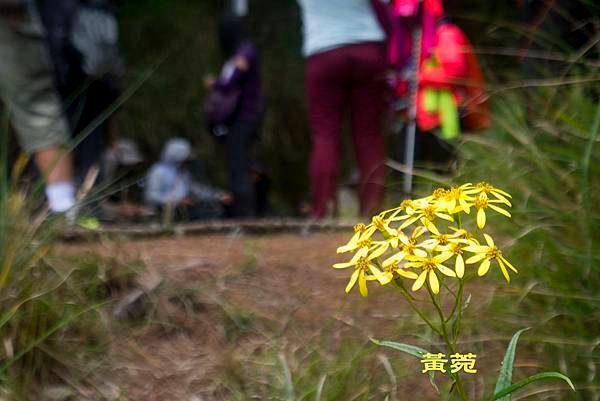 1080717合歡越嶺古道_69.jpg