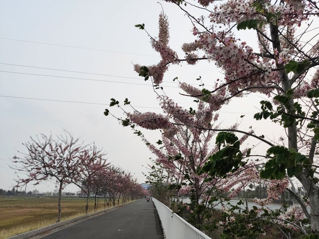 仁德滯洪池花旗木步道 (2).jpg