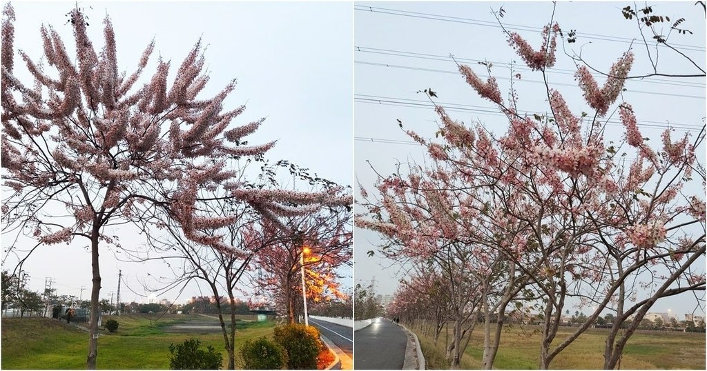 仁德滯洪池花旗木步道 (8).jpg