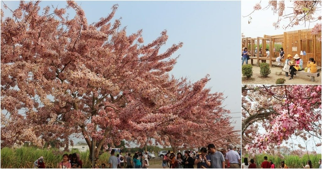 花旗木步道 (17).jpg