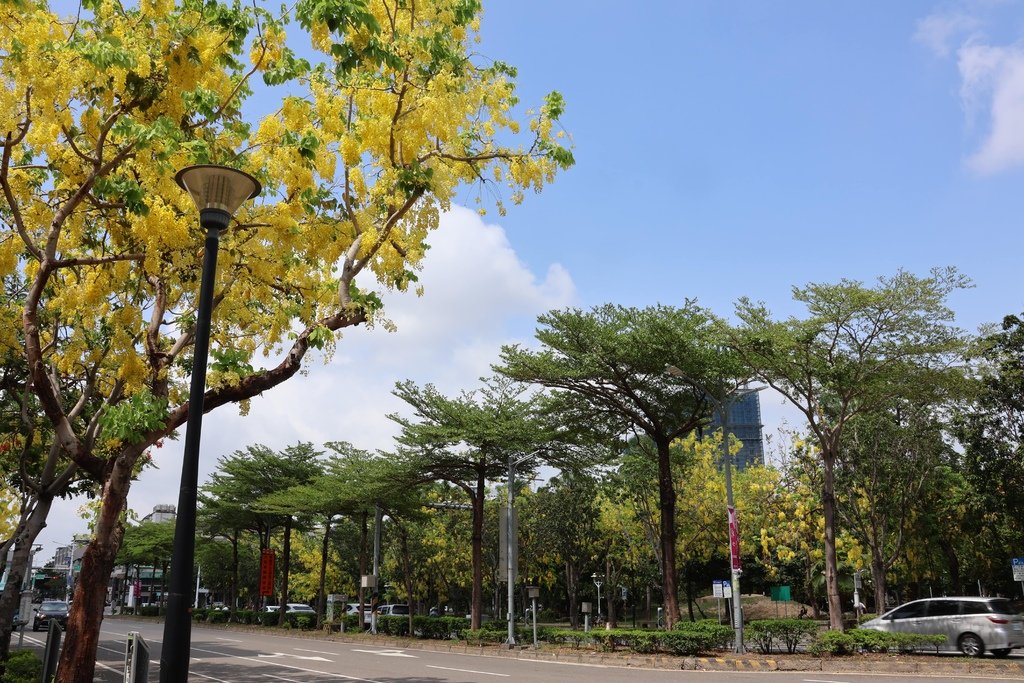 台南阿勃勒黃金步道 (2).JPG
