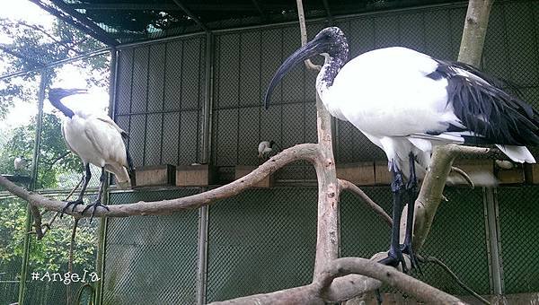 賞鳥去.jpg