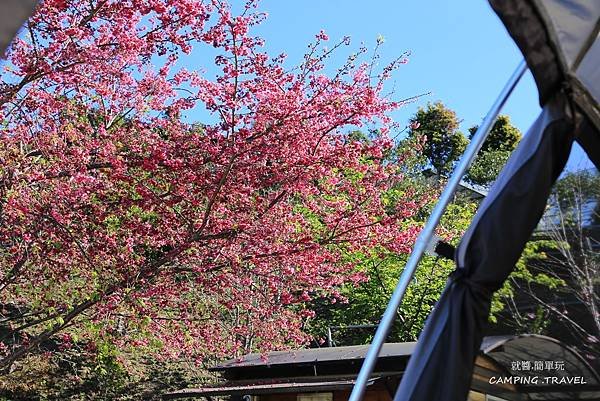 【露營趣】苗栗.司馬限雲端  (2訪) ★咱們賞櫻花看雲海去