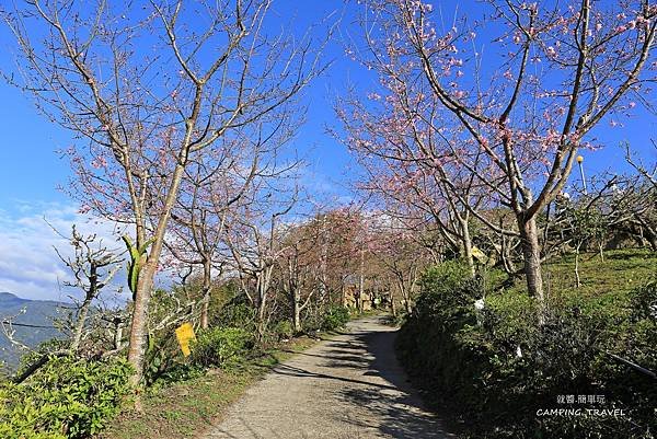 【露營趣】苗栗.司馬限雲端  (2訪) ★咱們賞櫻花看雲海去