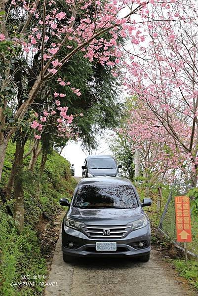 【露營趣】苗栗.司馬限雲端  (2訪) ★咱們賞櫻花看雲海去