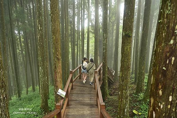 【露營趣】嘉義.福山星月露營區 ★茶園環繞的露營環境、翠綠草