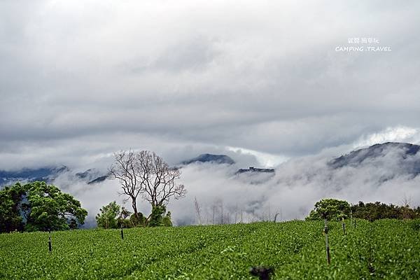 【露營趣】嘉義.福山星月露營區 ★茶園環繞的露營環境、翠綠草