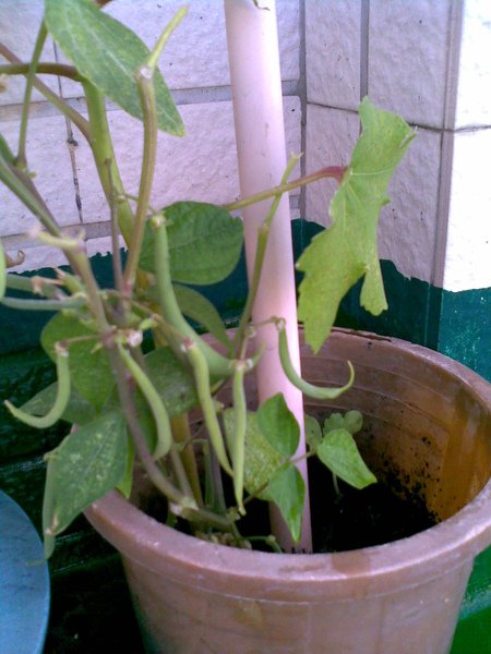 20090704(009).jpg