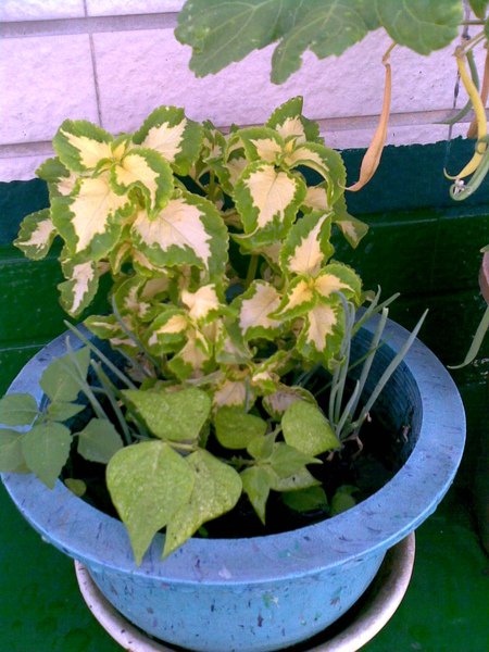20090704(010).jpg