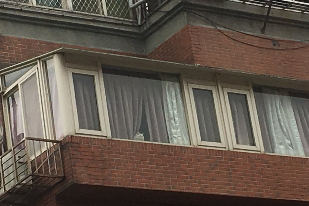 貴婦貓3 (3).JPG