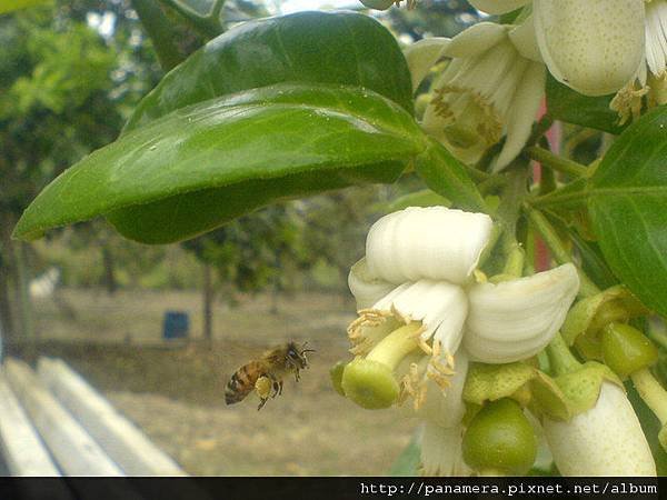 蜜蜂採蜜