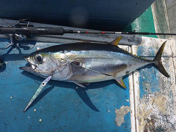 20140730tuna12.jpg