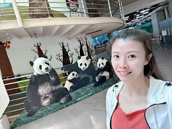 🐼台北市立木柵動物園與圓圓、圓仔近距離相遇