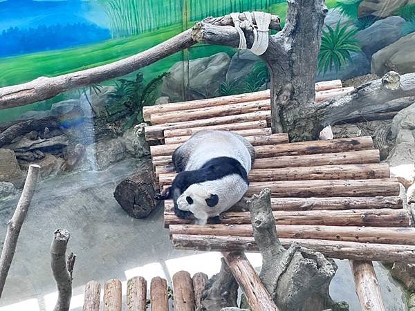 🐼台北市立木柵動物園與圓圓、圓仔近距離相遇