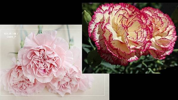 pink carnation ，必須標示作者Claire_P與出處。.jpg