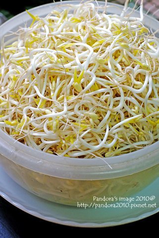 孵豆芽
