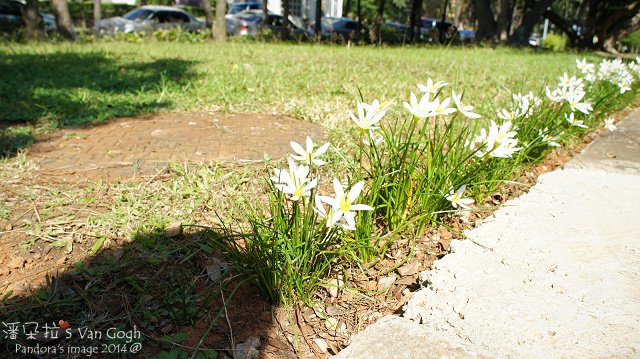 2014深秋，我在中央大學聽松濤