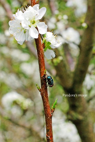 IMGP6945-p.jpg