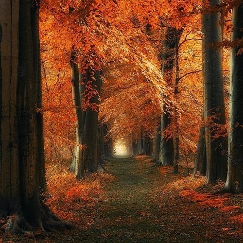 紅色小徑042_20131114_Grazyna Murawska‎