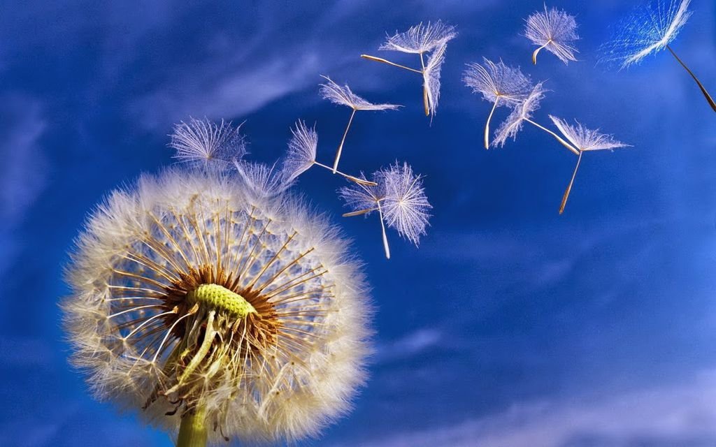 flying-dandelion-seed-free-desktop-wallpaper-1920x1200