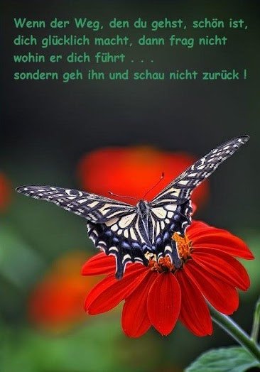 Butterfly044