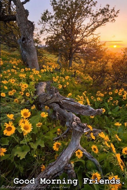 good morning035