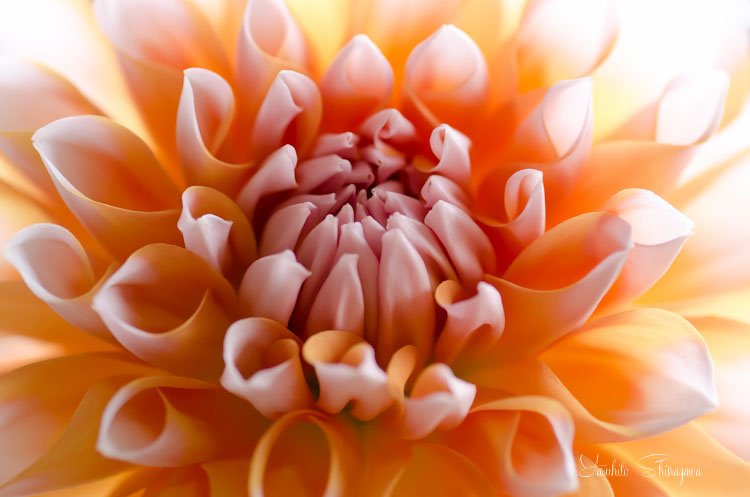 flower360_20140715