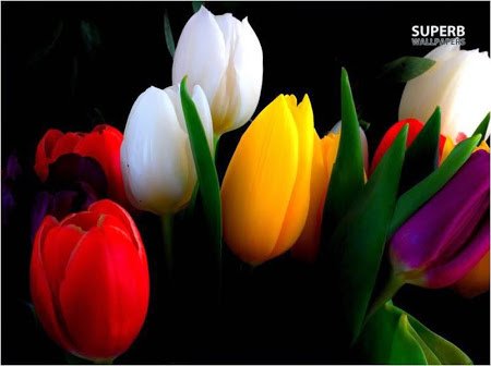 flower592_20150202