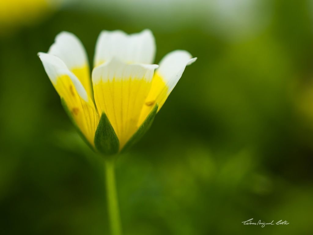 flower743_20150713