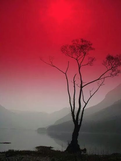 奇樹2015-0002.jpg