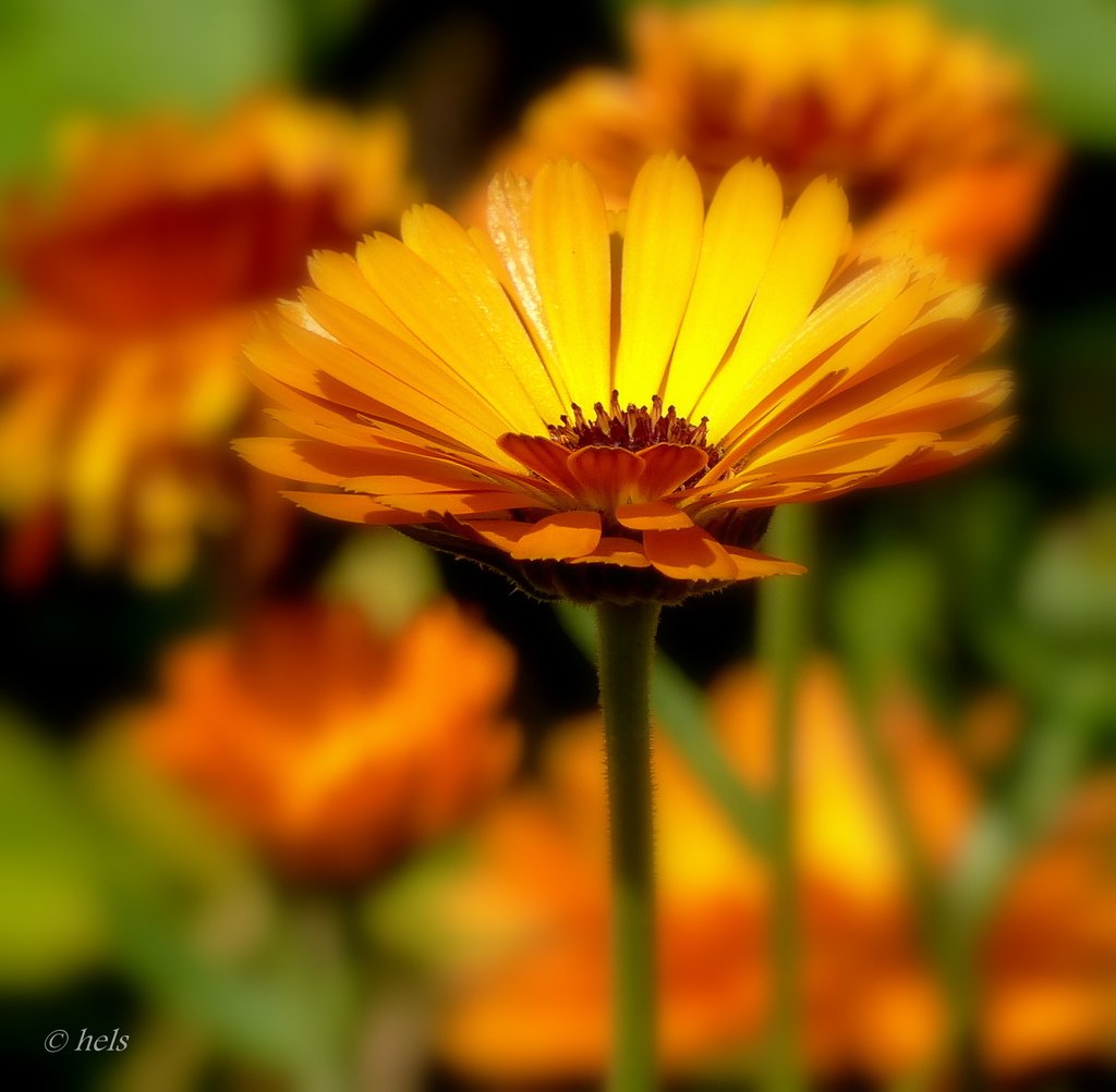 flower802-20150927.jpg