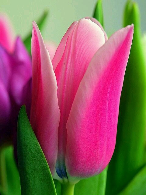 flower897_20160103.jpg