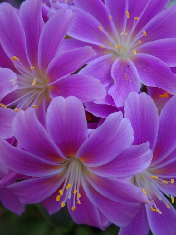 Flower_0907.jpg