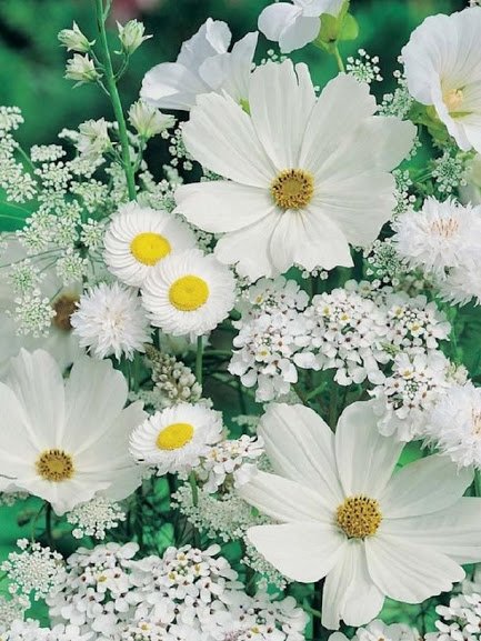 Flower-0897.jpg