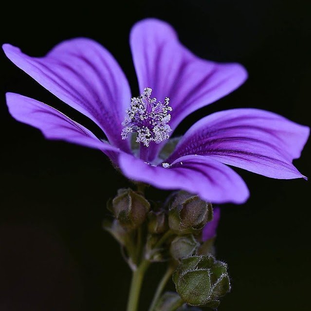 Flower-1026.jpg