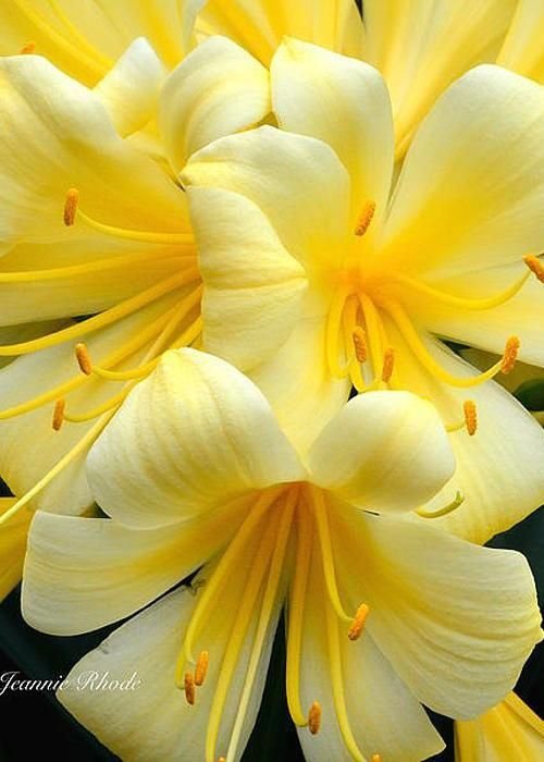 Flower-1296.jpg