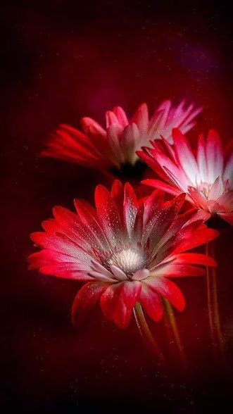 Flower-1300.jpg