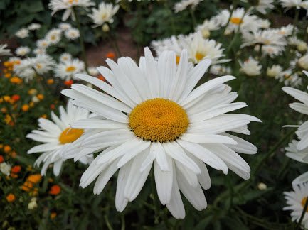 Flower-1064.jpg